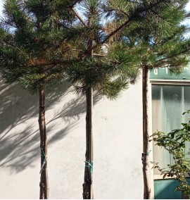 Сосна PINUS AUSTRIACA (NIGRA) CLT 80 16-18