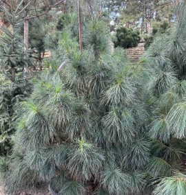 Сосна гімалайська PINUS EXCELSA WALLICHIANA  c 90 l h 150-180