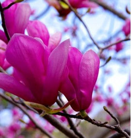 Магнолія MAGNOLIA SUSAN С 80 L h 220-250