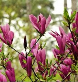 Магнолія MAGNOLIA SOULANGEANA SUSAN C. 18L