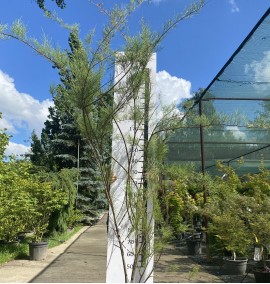 Тамарікс TAMARIX GALLICA C 35 L Н 200 CESPUGLIO