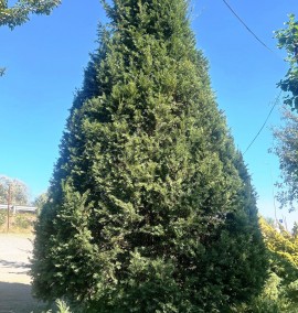 Тис ягідний Sonderbergeh конус Taxus baccata Sonderbergeh cono h 350-400 ком