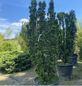 Тис ягідний Фастигіата Ауреа Taxus baccata 'Fastigiata Aurea' C30L h160-180