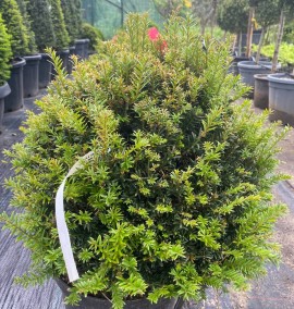 Тис ягідний куля Taxus Baccata COUPE D.40/50 PALLA
