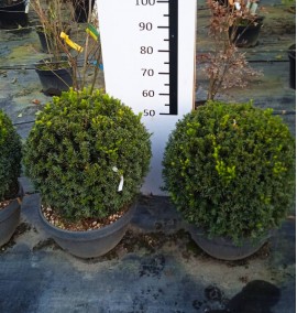 Тис ягідний куля Taxus Baccata COUPE D.40/50 PALLA