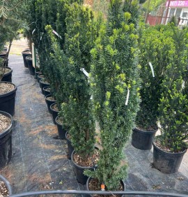 Тис ягідний TAXUS BACCATA FASTIGIATA C. 18L 140-160