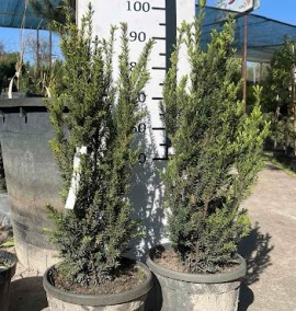 Тис середній Хіксіі Taxus media Hicksi h 60-80 с 12l