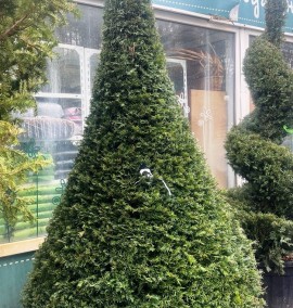 Тис ягідний TAXUS BACCATA CLT H.220/250 CONO  EXTRA