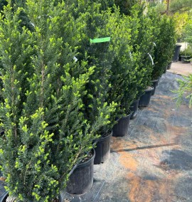 ТИС TAXUS BACCATA MEDIA HILLII  CLT H.100/125