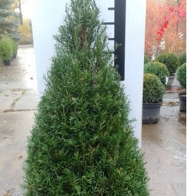 Тис ягідний TAXUS BACCATA CLT 20  h100 CONE
