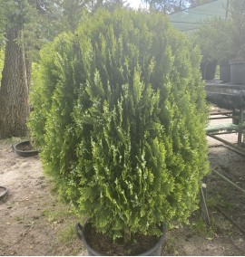 Туя THUJA ORIENTALIS COMPACTA AUREA  NANA  C 60 L h140-160 d 80-100