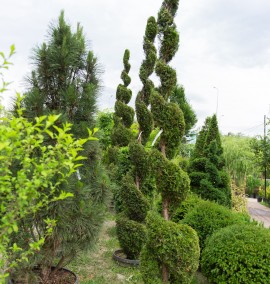 Туя західна "Смарагд" Thuja occidentalis "Smaragd" SPIRALE  С70L h350