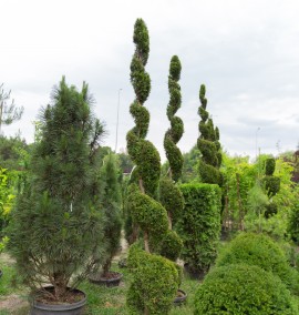Туя THUJA OCCIDENTALIS SMARAGD SPIRALE C 55 L h 250-300