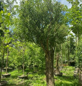 Верба Матсудана Тортуоза  "MATSUDANA TORTUOSA" Ком   h 550-650 d 40-60