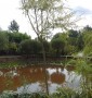 Верба SALIX BABYLONICA  C 18  d 08-10