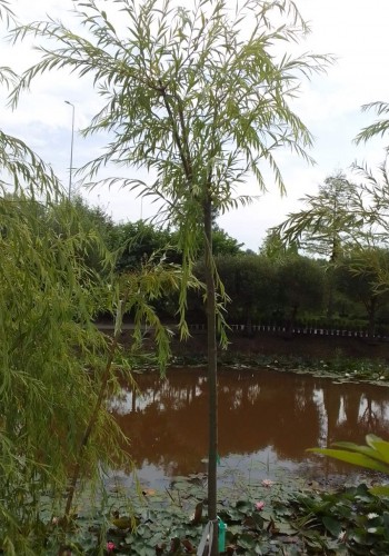 Верба SALIX BABYLONICA  C 18  d 08-10