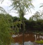 Верба SALIX BABYLONICA  C 18  d 08-10