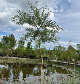 Верба золотокоса Хрісокома С30 Н180-200