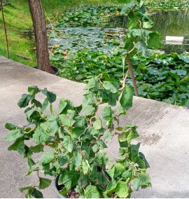 Ліщина звичайна Конторта CORYLUS AVELLANA CONTORTA  c 20 h 60