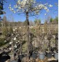 Вістерія (Гліцинія) WISTERIA SINENSIS C. 45L OMBRELLO