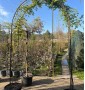 Вістерія (Гліцинія) WISTERIA FLORIBUNDA CLT    ARCH
