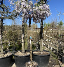 Вістерія (Гліцинія) WISTERIA SINENSIS C. 45L OMBRELLO