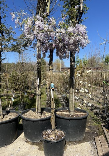Вістерія (Гліцинія) WISTERIA SINENSIS C. 45L OMBRELLO