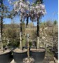Вістерія (Гліцинія) WISTERIA SINENSIS C. 45L OMBRELLO