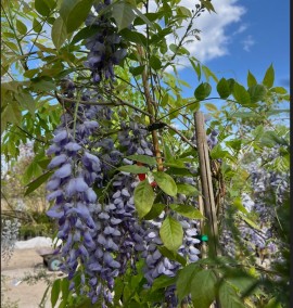Вістерія (Гліцинія) WISTERIA FRUTESCENS LONGWOOD PURPLE CLT 12