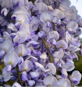 Вістерія (Гліцинія) WISTERIA SINENSIS  C. 10 L h 200 BLU