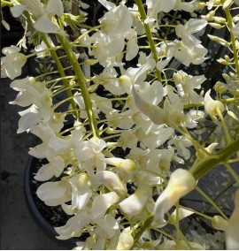 Вістерія (Гліцинія) WISTERIA SINENSIS CIOTOLA BIANCO