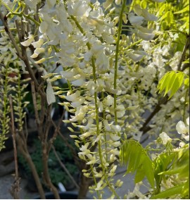 Вістерія (Гліцинія) WISTERIA SINENSIS C. 25L 1/2 FUSTO