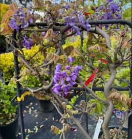 Вістерія WISTERIA FLORIBUNDA  CLT 18 90x60 ESPALIER