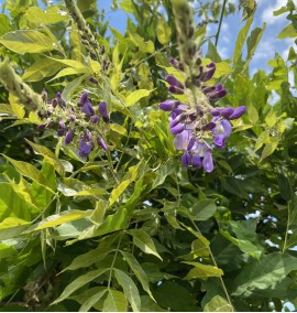 Вістерія (Гліцинія) WISTERIA SINENSIS  c 70 l ALTO FUSTO