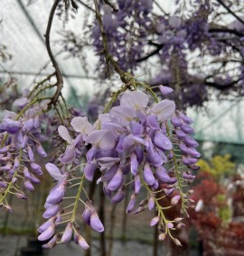 Вістерія (Гліцинія) WISTERIA FLORIBUNDA CLT    ARCH