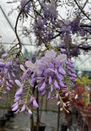 Вістерія (Гліцинія) WISTERIA FLORIBUNDA CLT    ARCH