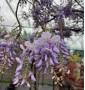 Вістерія (Гліцинія) WISTERIA FLORIBUNDA CLT    ARCH