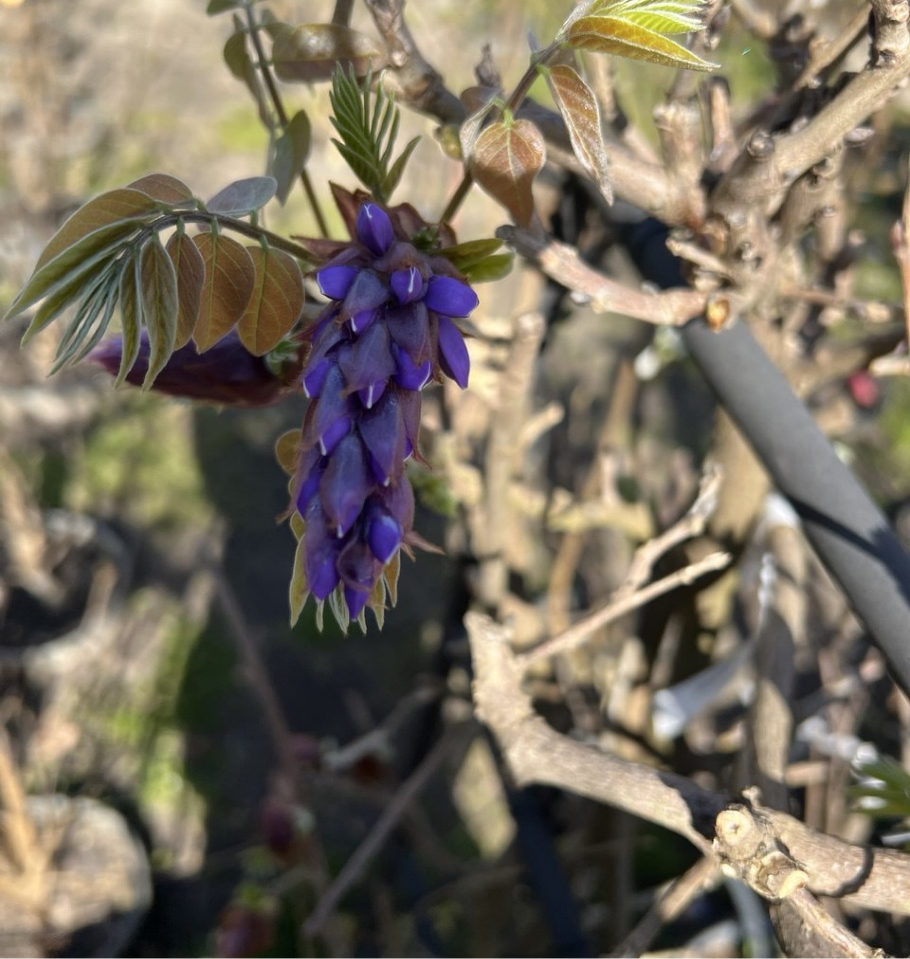 Вістерія WISTERIA FLORIBUNDA