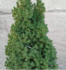 Ялина PICEA ALBERTIANA CONICA H95 C25L