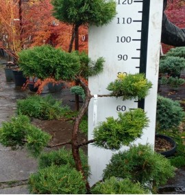 Ялівець JUNIPERUS  C150L BONSAI