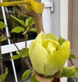 Магнолія бруклінська "Жовта птаха" MAGNOLIA YELLOW BIRD С30 h120