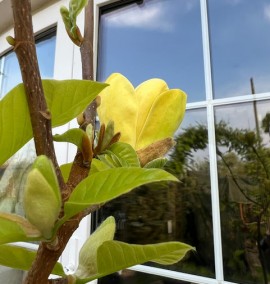 Магнолія ЖОВТА ПТАХА MAGNOLIA YELLOW BIRD  C10